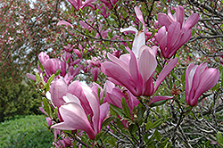 Ann Magnolia (Magnolia 'Ann') at Holland Nurseries