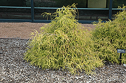 Sungold Falsecypress (Chamaecyparis pisifera 'Sungold') at Holland Nurseries