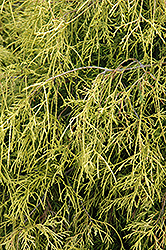 Sungold Falsecypress (Chamaecyparis pisifera 'Sungold') at Holland Nurseries