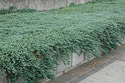 Icee Blue Juniper (Juniperus horizontalis 'Icee Blue') at Holland Nurseries