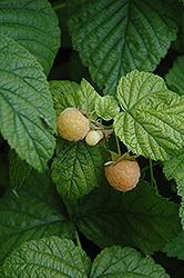 Fall Gold Raspberry (Rubus 'Fall Gold') at Holland Nurseries