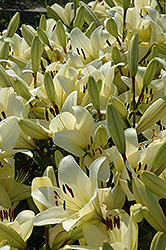Courier Lily (Lilium 'Courier') at Holland Nurseries