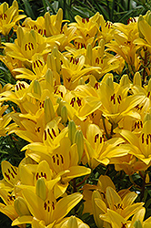 Gironde Lily (Lilium 'Gironde') at Holland Nurseries