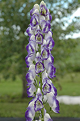 Bicolor Monkshood (Aconitum x cammarum 'Bicolor') at Holland Nurseries
