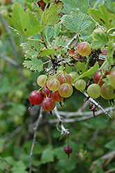 Pixwell Gooseberry (Ribes 'Pixwell') at Holland Nurseries