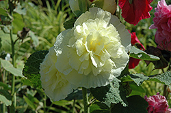 Chater's Double Yellow Hollyhock (Alcea rosea 'Chater's Double Yellow') at Holland Nurseries