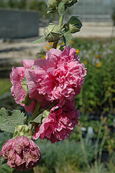 Chater's Double Pink Hollyhock (Alcea rosea 'Chater's Double Pink') at Holland Nurseries
