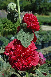 Chater's Double Red Hollyhock (Alcea rosea 'Chater's Double Red') at Holland Nurseries