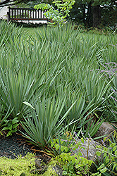 Adam's Needle (Yucca filamentosa) at Holland Nurseries