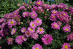 Alert Aster (Symphyotrichum novi-belgii 'Alert') at Holland Nurseries
