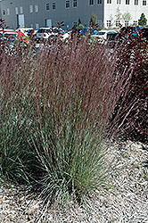 Blue Heaven Bluestem (Schizachyrium scoparium 'Blue Heaven') at Holland Nurseries