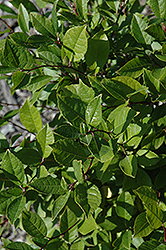 Jim Dandy Winterberry (Ilex verticillata 'Jim Dandy') at Holland Nurseries