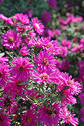 Alert Aster (Symphyotrichum novi-belgii 'Alert') at Holland Nurseries