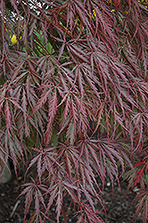 Tamukeyama Japanese Maple (Acer palmatum 'Tamukeyama') at Holland Nurseries