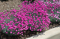 Firewitch Pinks (Dianthus gratianopolitanus 'Firewitch') at Holland Nurseries