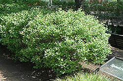 Jim Dandy Winterberry (Ilex verticillata 'Jim Dandy') at Holland Nurseries