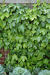 Veitch Boston Ivy (Parthenocissus tricuspidata 'Veitchii') at Holland Nurseries