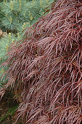 Red Select Cutleaf Japanese Maple (Acer palmatum 'Dissectum Red Select') at Holland Nurseries