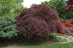 Red Select Cutleaf Japanese Maple (Acer palmatum 'Dissectum Red Select') at Holland Nurseries