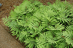 Sensitive Fern (Onoclea sensibilis) at Holland Nurseries