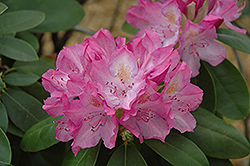 English Roseum Rhododendron (Rhododendron catawbiense 'English Roseum') at Holland Nurseries