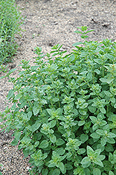 Oregano (Origanum vulgare) at Holland Nurseries
