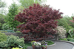 Bloodgood Japanese Maple (Acer palmatum 'Bloodgood') at Holland Nurseries
