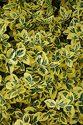 Emerald 'n' Gold Wintercreeper (Euonymus fortunei 'Emerald 'n' Gold') at Holland Nurseries