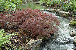 Inaba Shidare Cutleaf Japanese Maple (Acer palmatum 'Inaba Shidare') at Holland Nurseries