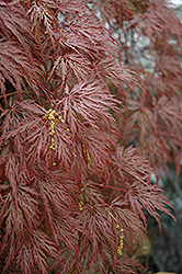 Inaba Shidare Cutleaf Japanese Maple (Acer palmatum 'Inaba Shidare') at Holland Nurseries