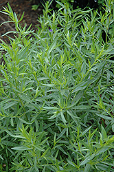 French Tarragon (Artemisia dracunculus 'Sativa') at Holland Nurseries