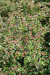 Cranberry Cotoneaster (Cotoneaster apiculatus) at Holland Nurseries