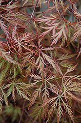 Inaba Shidare Cutleaf Japanese Maple (Acer palmatum 'Inaba Shidare') at Holland Nurseries