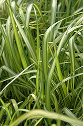 El Dorado Feather Reed Grass (Calamagrostis x acutiflora 'El Dorado') at Holland Nurseries