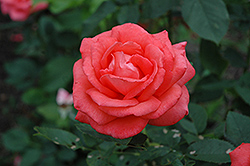 Tropicana Rose (Rosa 'Tropicana') at Holland Nurseries