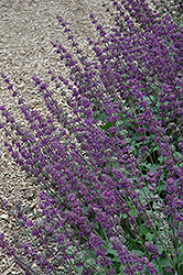 Purple Rain Salvia (Salvia verticillata 'Purple Rain') at Holland Nurseries