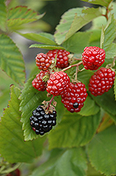 Black Satin Thornless Blackberry (Rubus fruticosus 'Black Satin') at Holland Nurseries