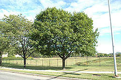 Norway Maple (Acer platanoides) at Holland Nurseries