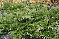 Calgary Carpet Juniper (Juniperus sabina 'Calgary Carpet') at Holland Nurseries