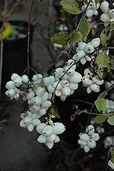 Snowberry (Symphoricarpos albus) at Holland Nurseries