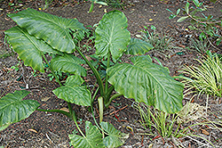 Elephant's Ear (Alocasia macrorrhizos) at Holland Nurseries