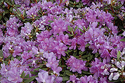Purple Gem Rhododendron (Rhododendron 'Purple Gem') at Holland Nurseries