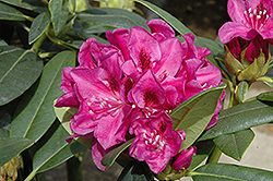 Wojnar's Purple Rhododendron (Rhododendron 'Wojnar's Purple') at Holland Nurseries