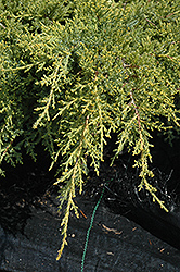 Gold Star Juniper (Juniperus chinensis 'Bakaurea') at Holland Nurseries