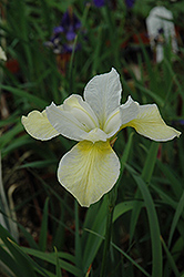 Butter And Sugar Siberian Iris (Iris sibirica 'Butter And Sugar') at Holland Nurseries
