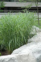 Zebra Grass (Miscanthus sinensis 'Zebrinus') at Holland Nurseries