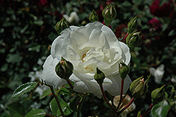 White Dawn Rose (Rosa 'White Dawn') at Holland Nurseries
