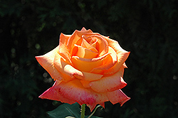 Caribbean Rose (Rosa 'Caribbean') at Holland Nurseries