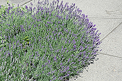 Munstead Lavender (Lavandula angustifolia 'Munstead') at Holland Nurseries