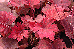 Sweet Tea Foamy Bells (Heucherella 'Sweet Tea') at Holland Nurseries